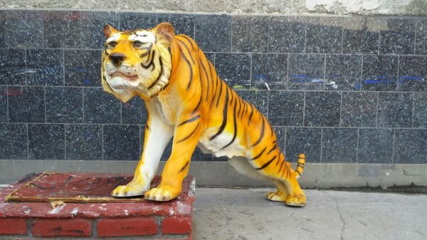 Tigre 1 - Image 3